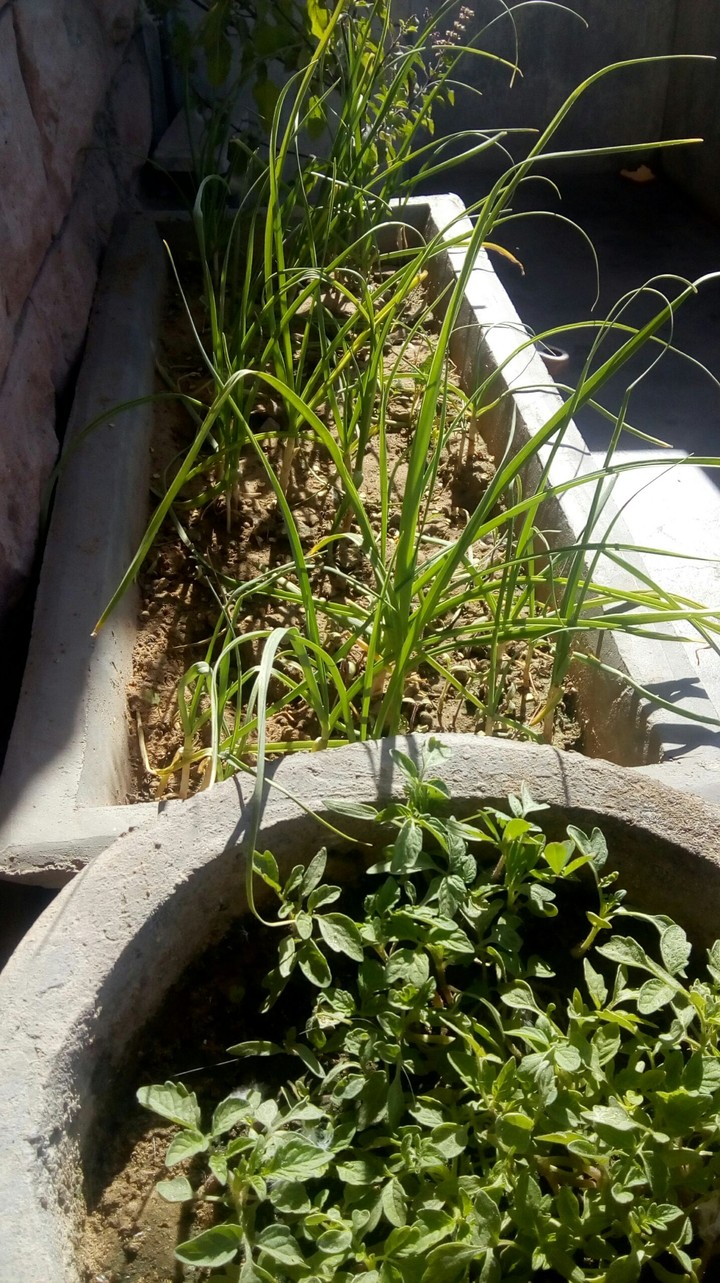 Plants