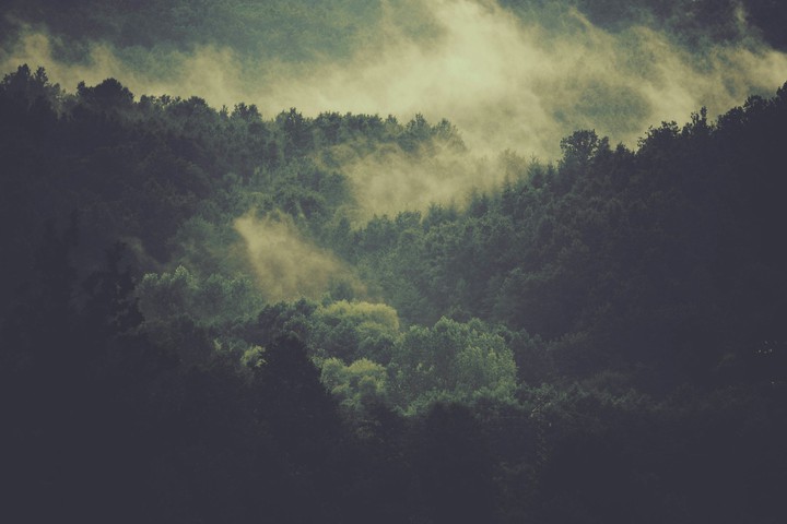 forest
