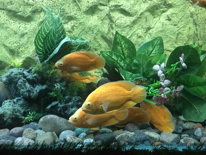 Sea Life