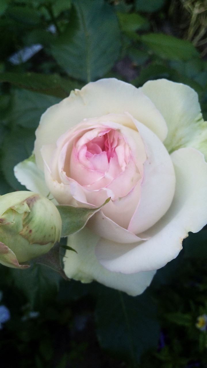 rose