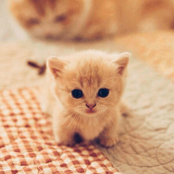 crack cat