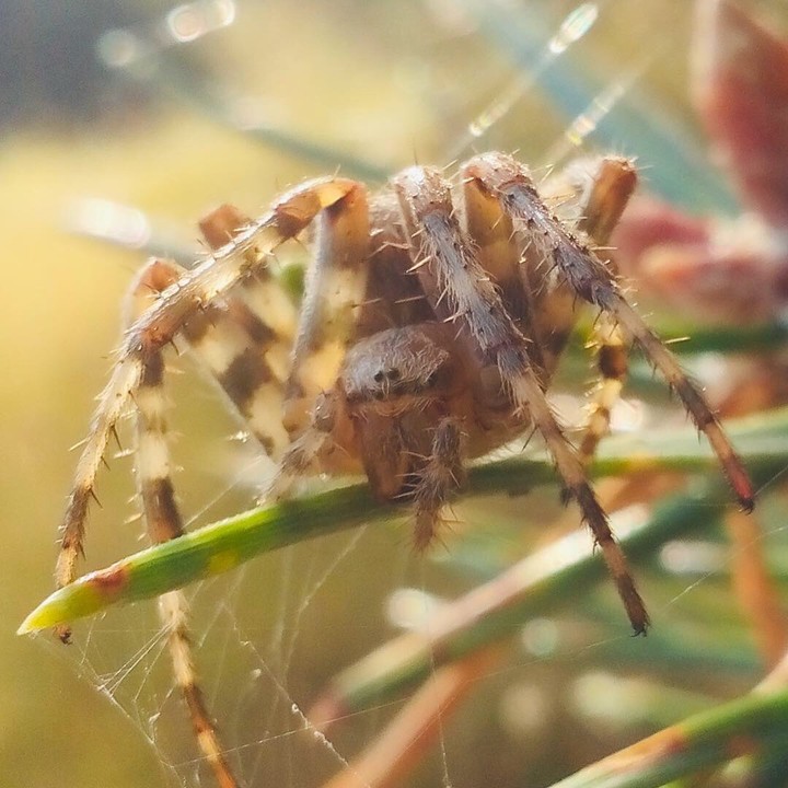 spider