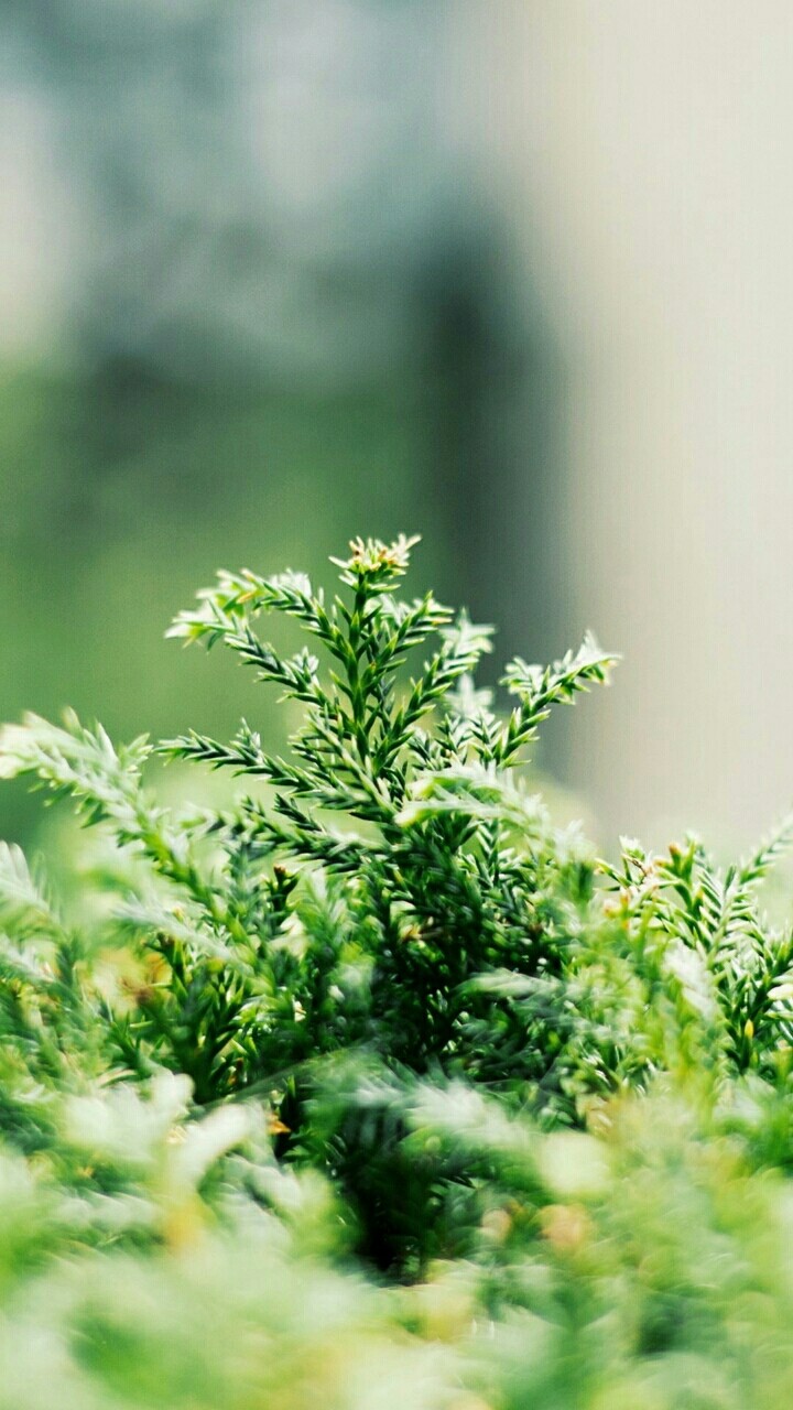 plant