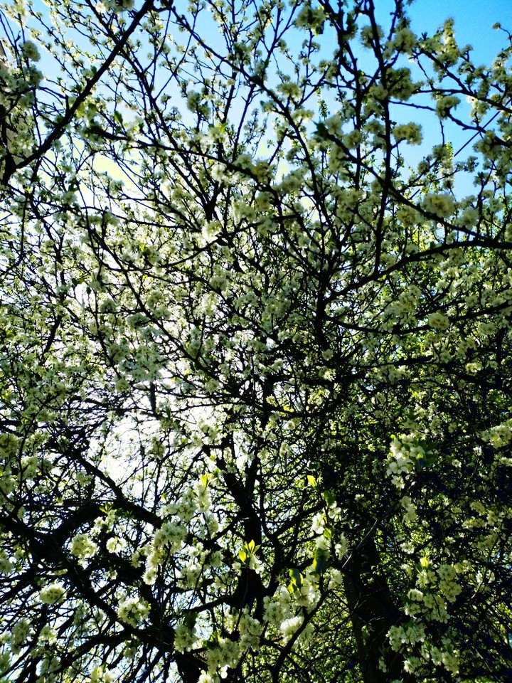 appletree