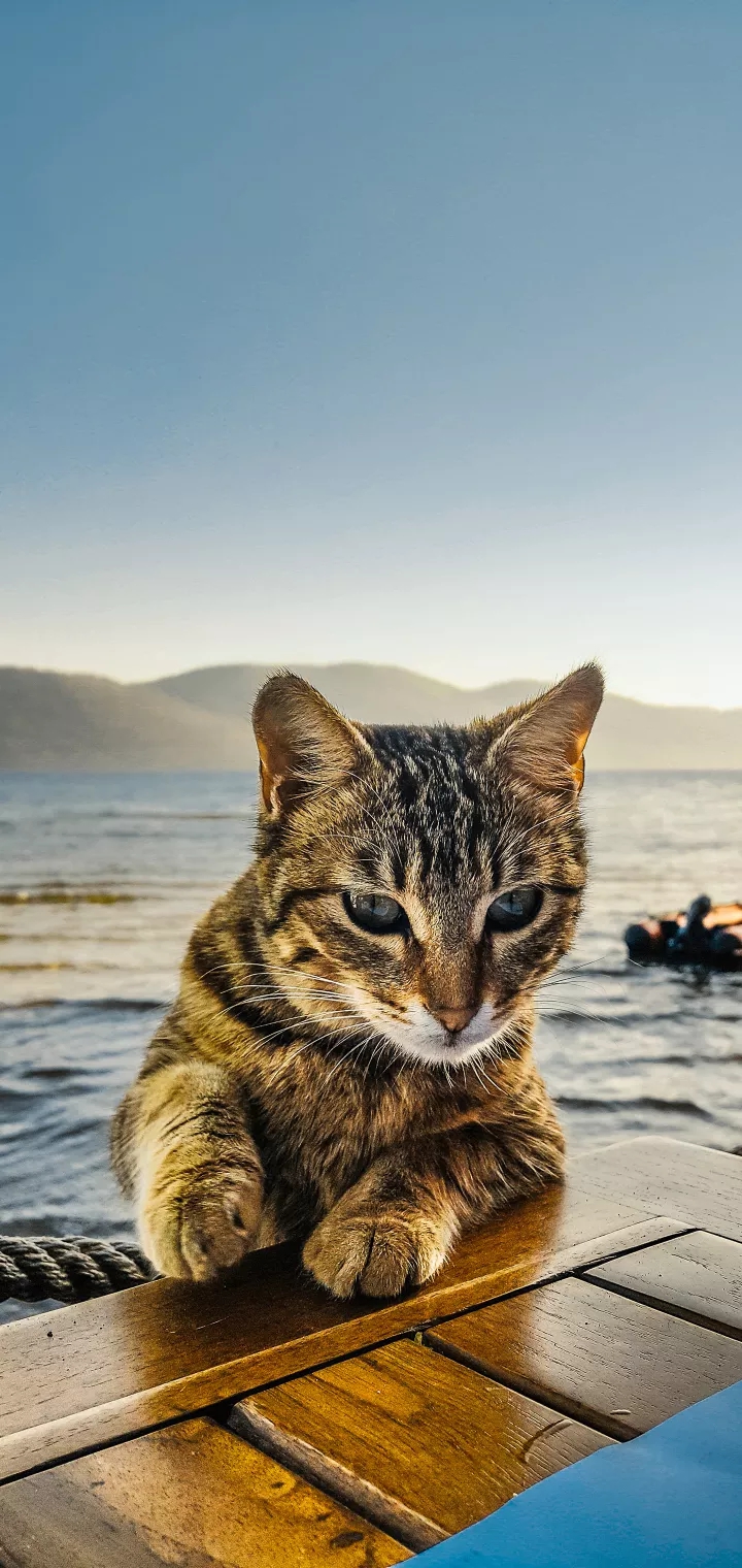 cats fear of water though they swim