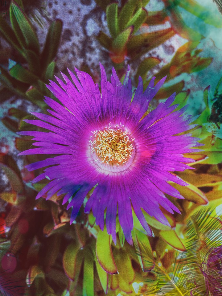 une jolie fleur