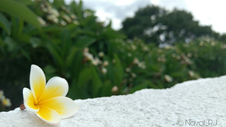 Plumerian Flower