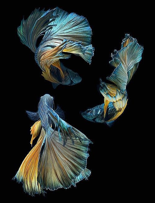 Fishes