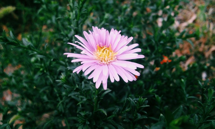Purple flower