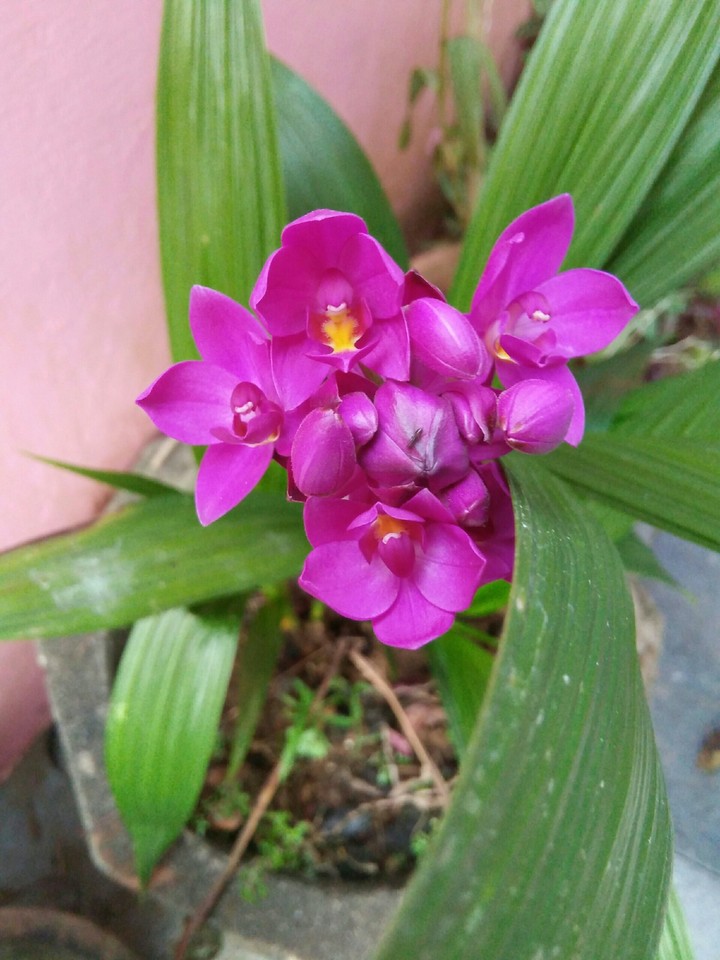 orchid!