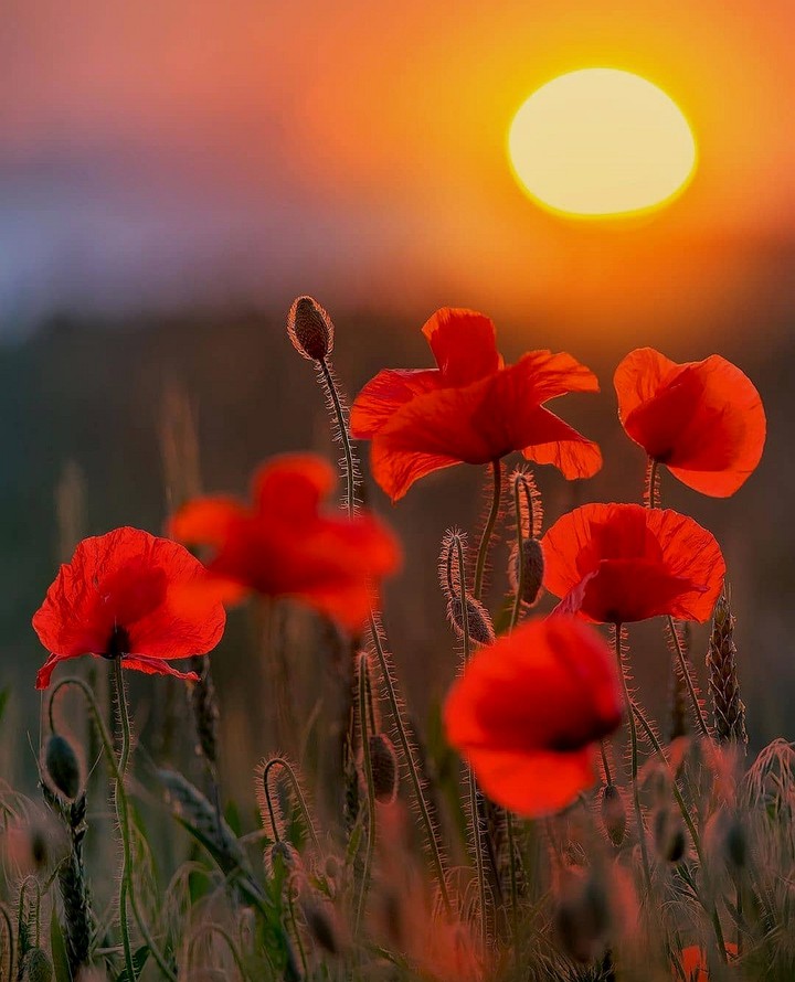 Sunset beauty