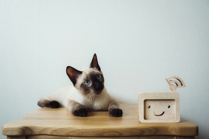 Little cat