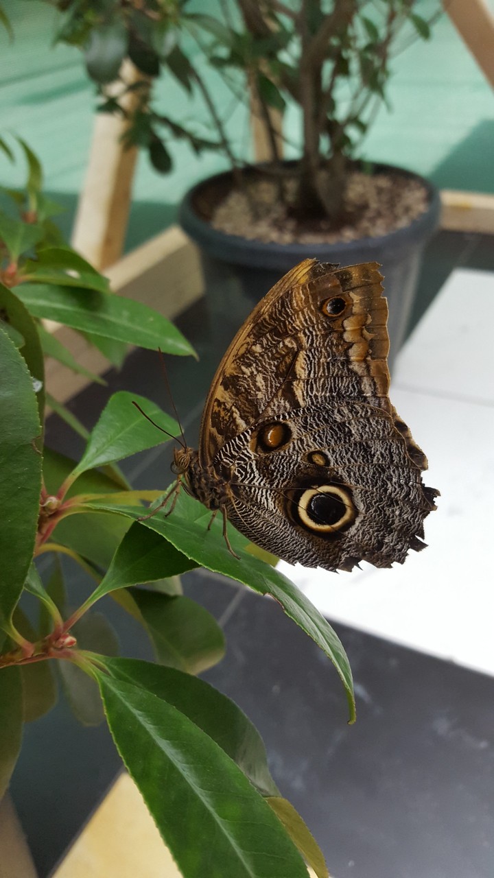 butterflay