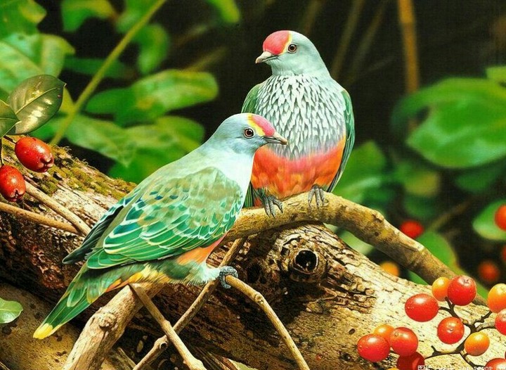 couple birds
