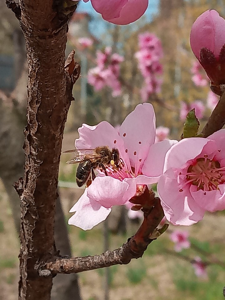 bee on the nectarine flower