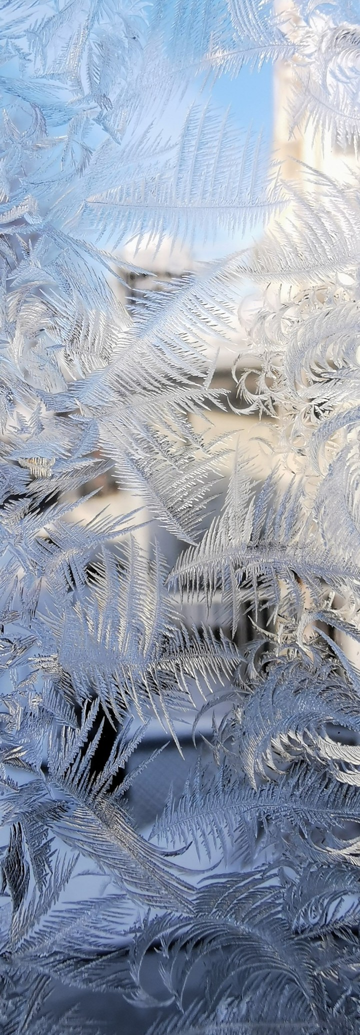 givre hiver blanc