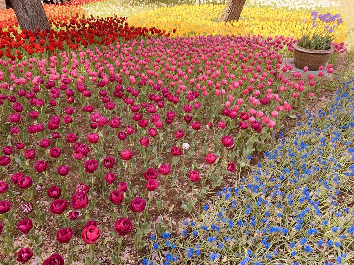 Hit the tulips