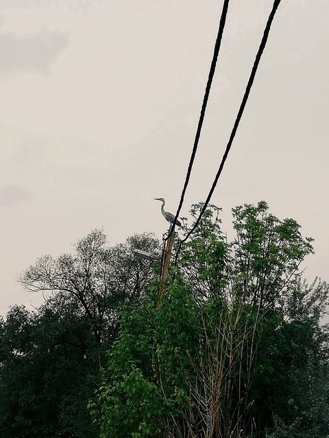 twig, Wire壁紙
