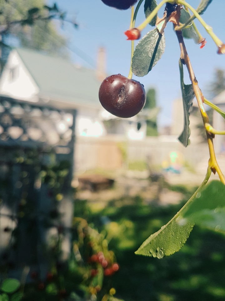 Cute cherry