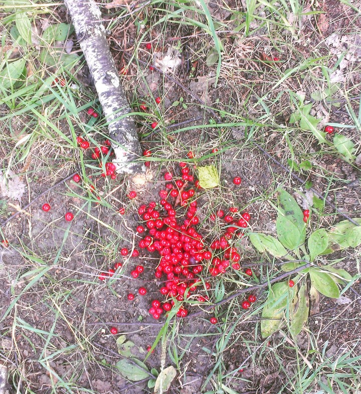 Siberia in one photo