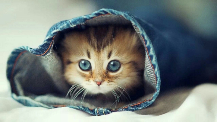 cute cat