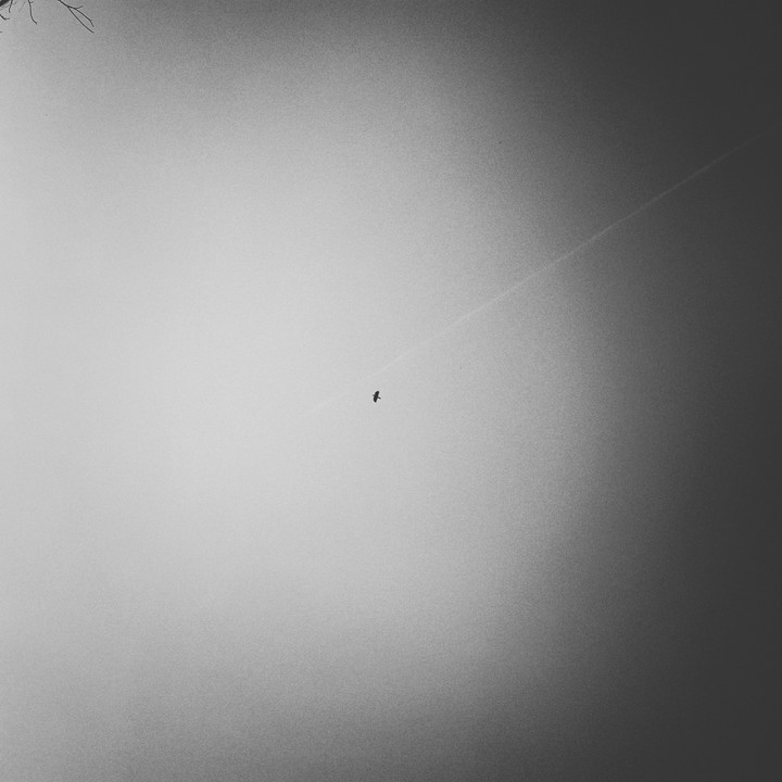 새...