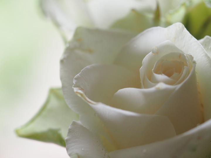white rose..roze ...گوڵی سپی....