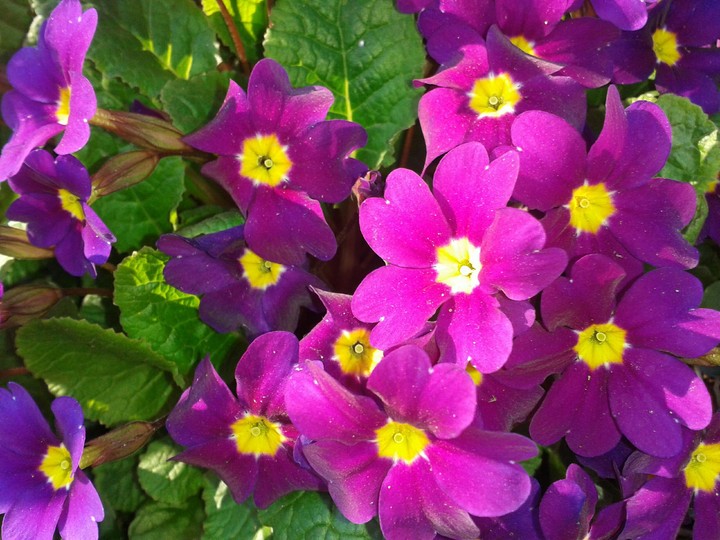 primula