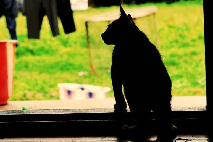 cat