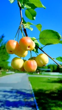 natural apple Kashmir
