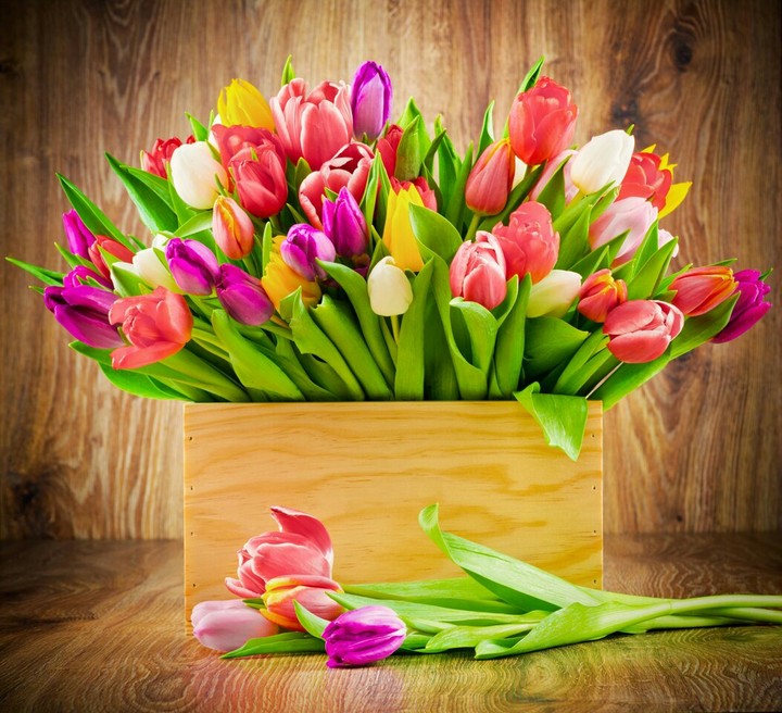 Tulips