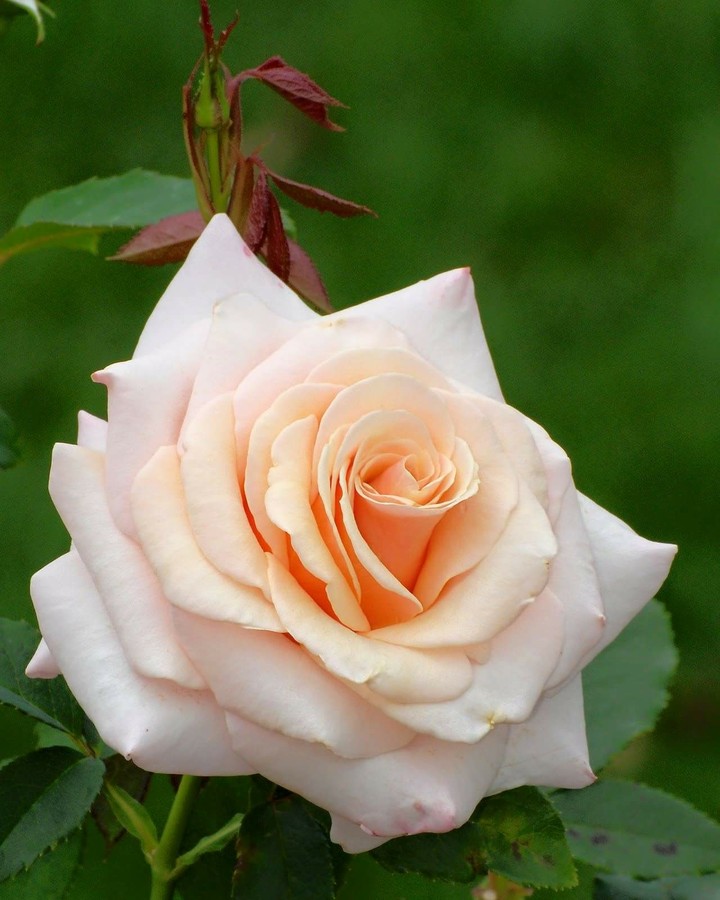 rose 