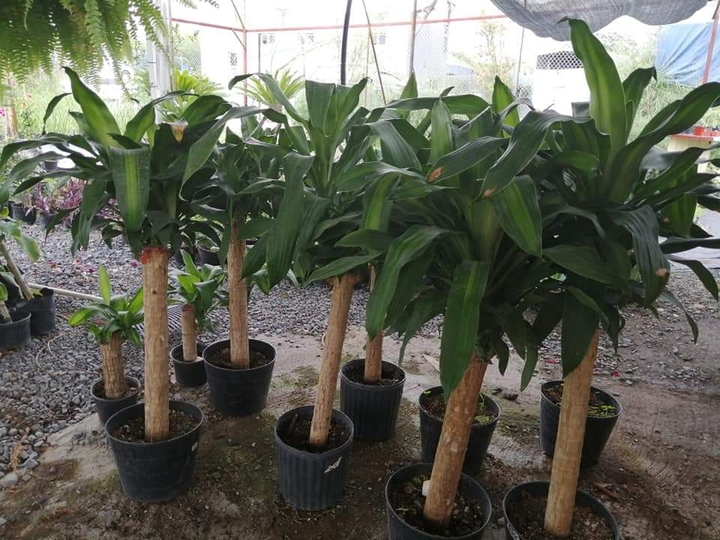 vivero cuna de la vida