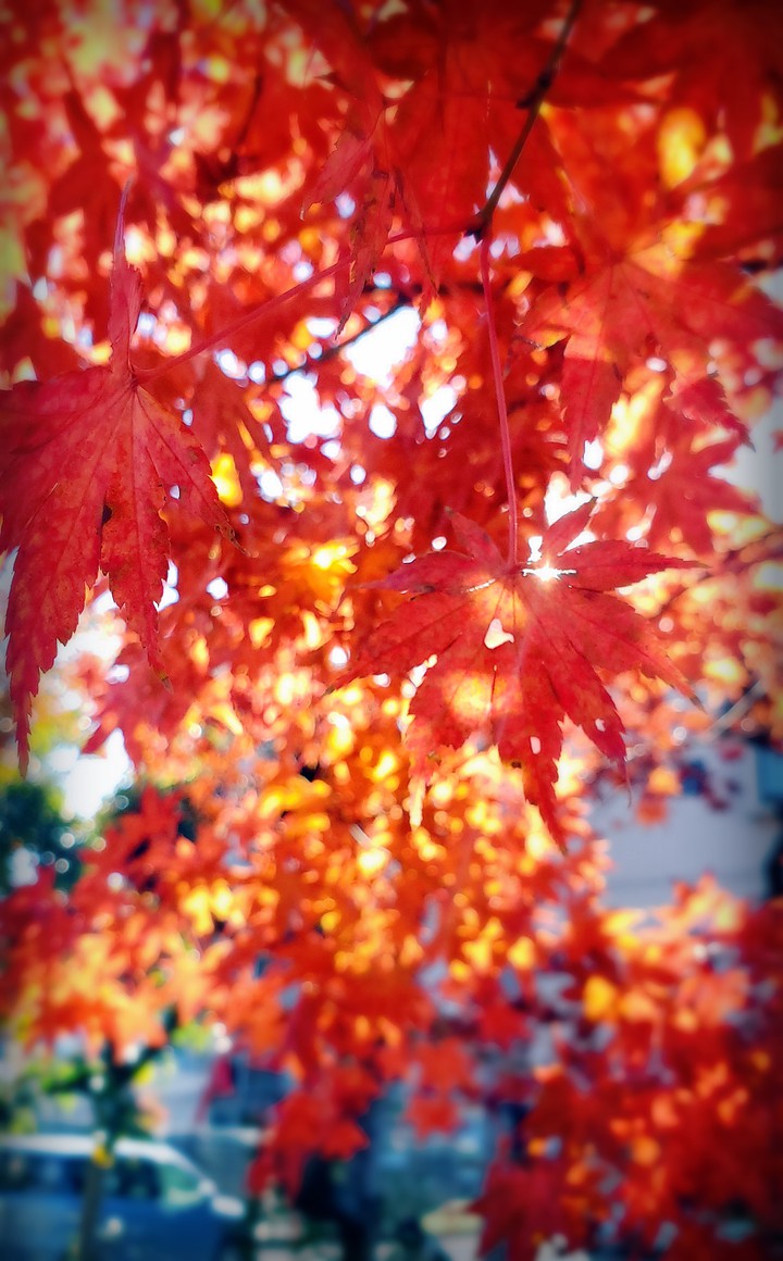Autumn