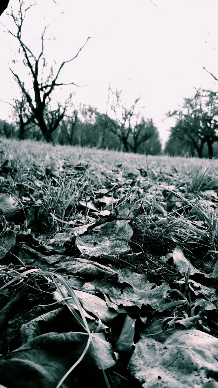 autumn