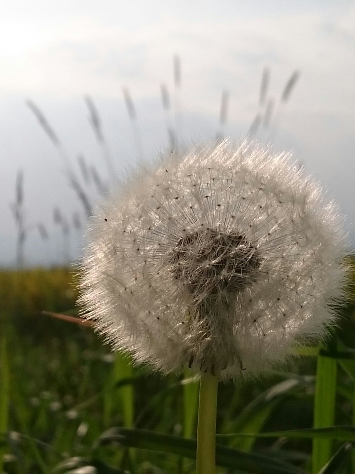 "Pusteblume"