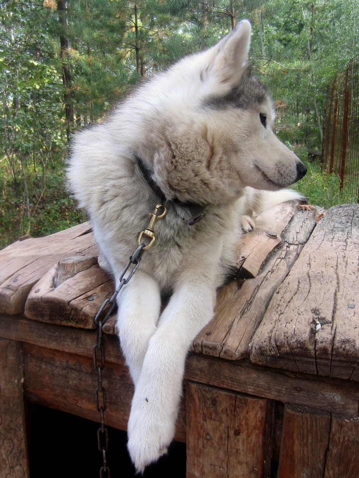 Dog Hasky
