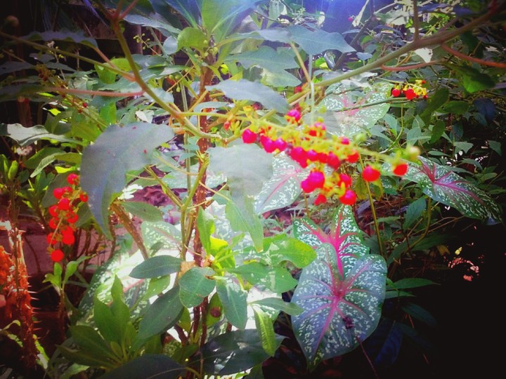 Colours of Nature
