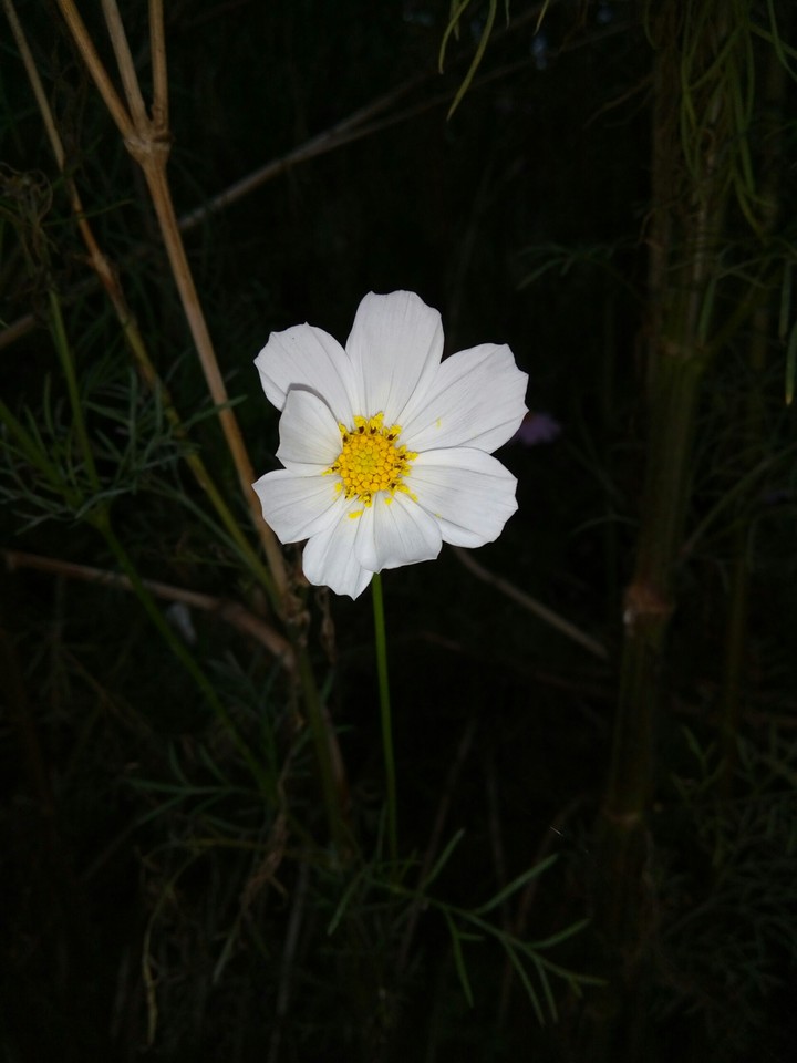 Flower 2