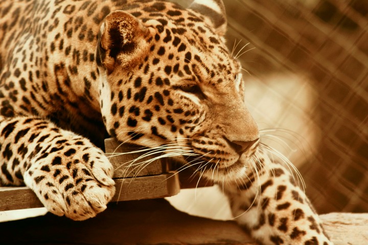 Panther