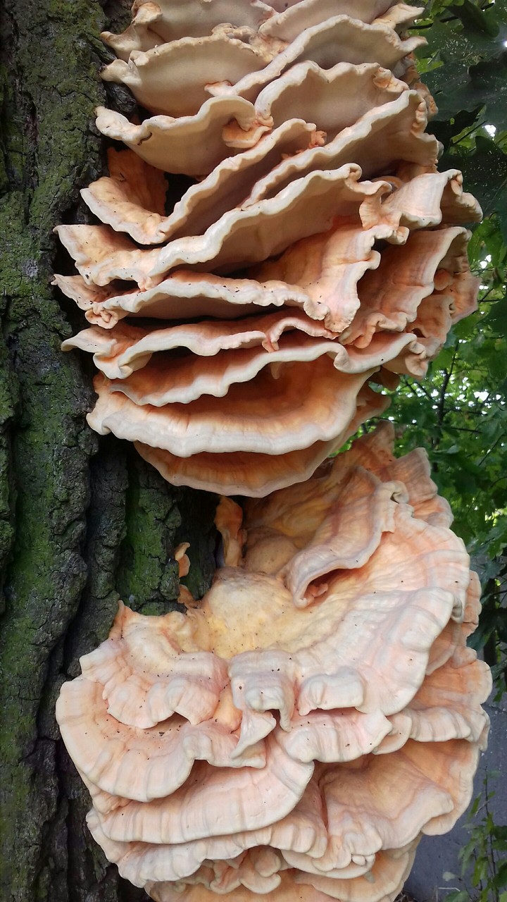 piękny pasożyt