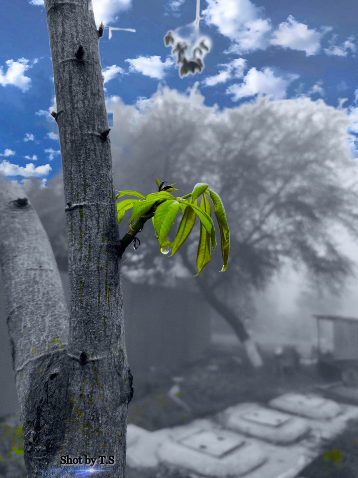 Nature 1