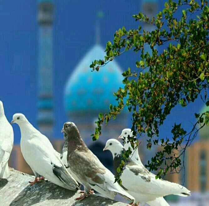 Qom
