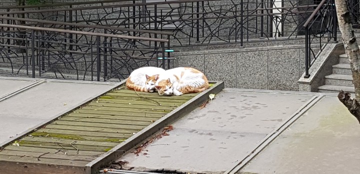 커플냥이?