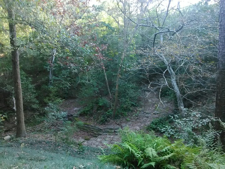 Forest Path