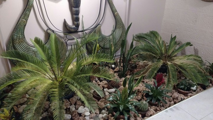 desert garden