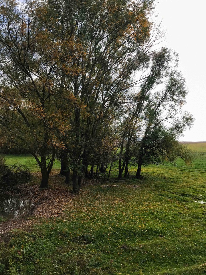 trees