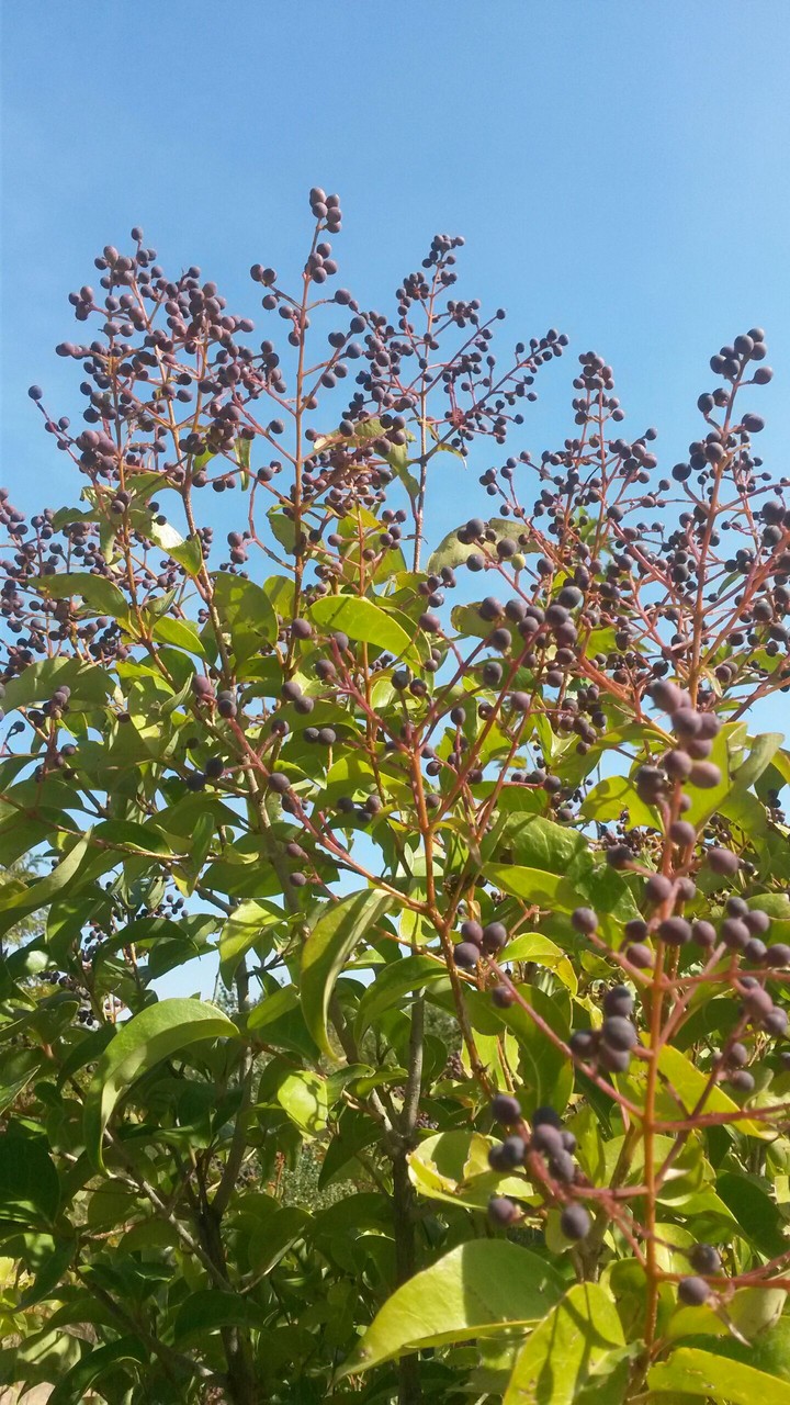 plant