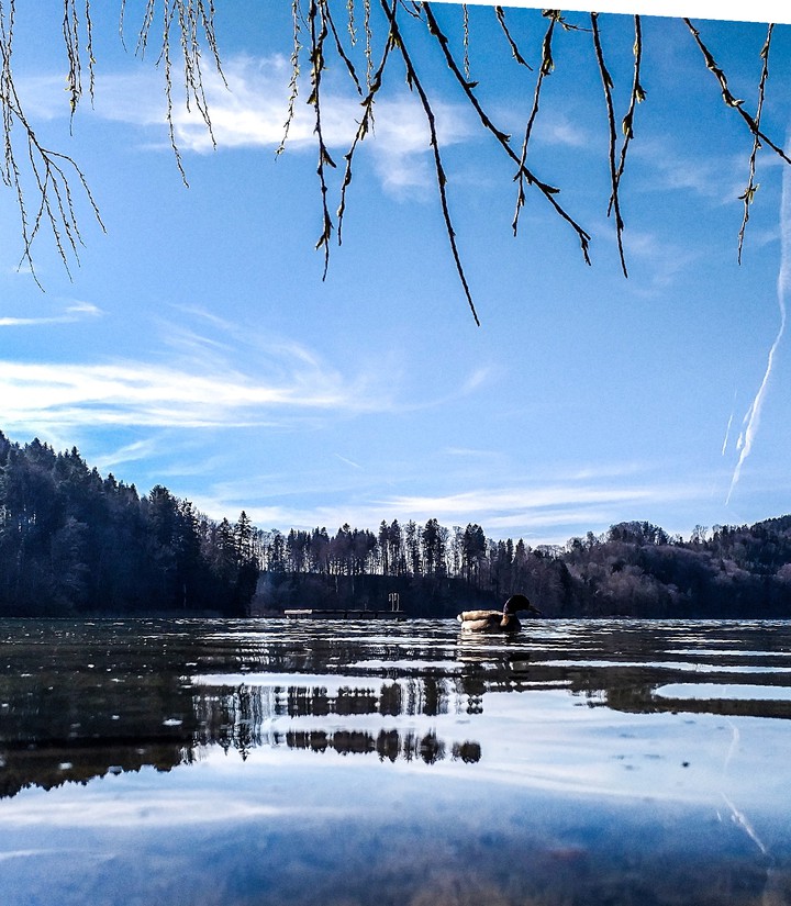 Türlersee