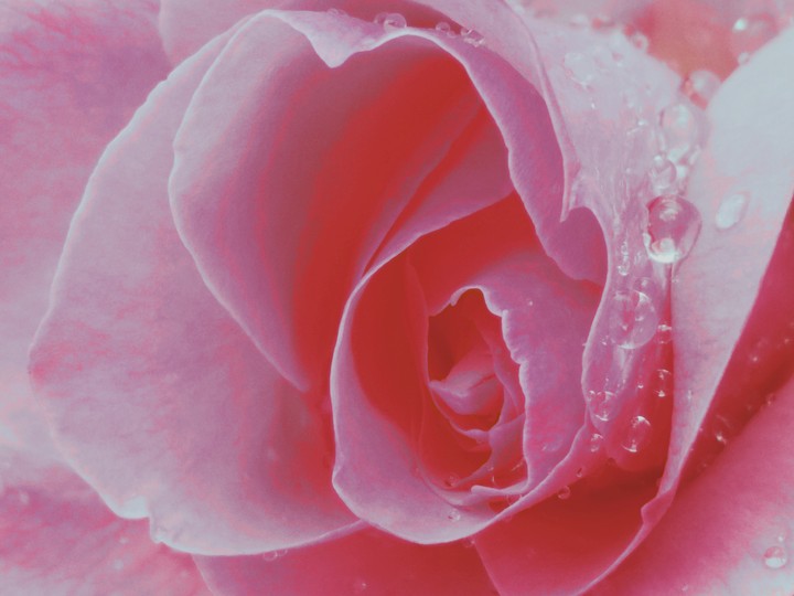 rose